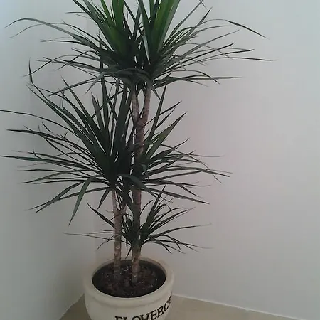 فندق مبيت وإفطار Mirage أليزيو