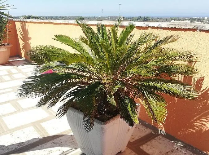 Mirage 3* 알레지오